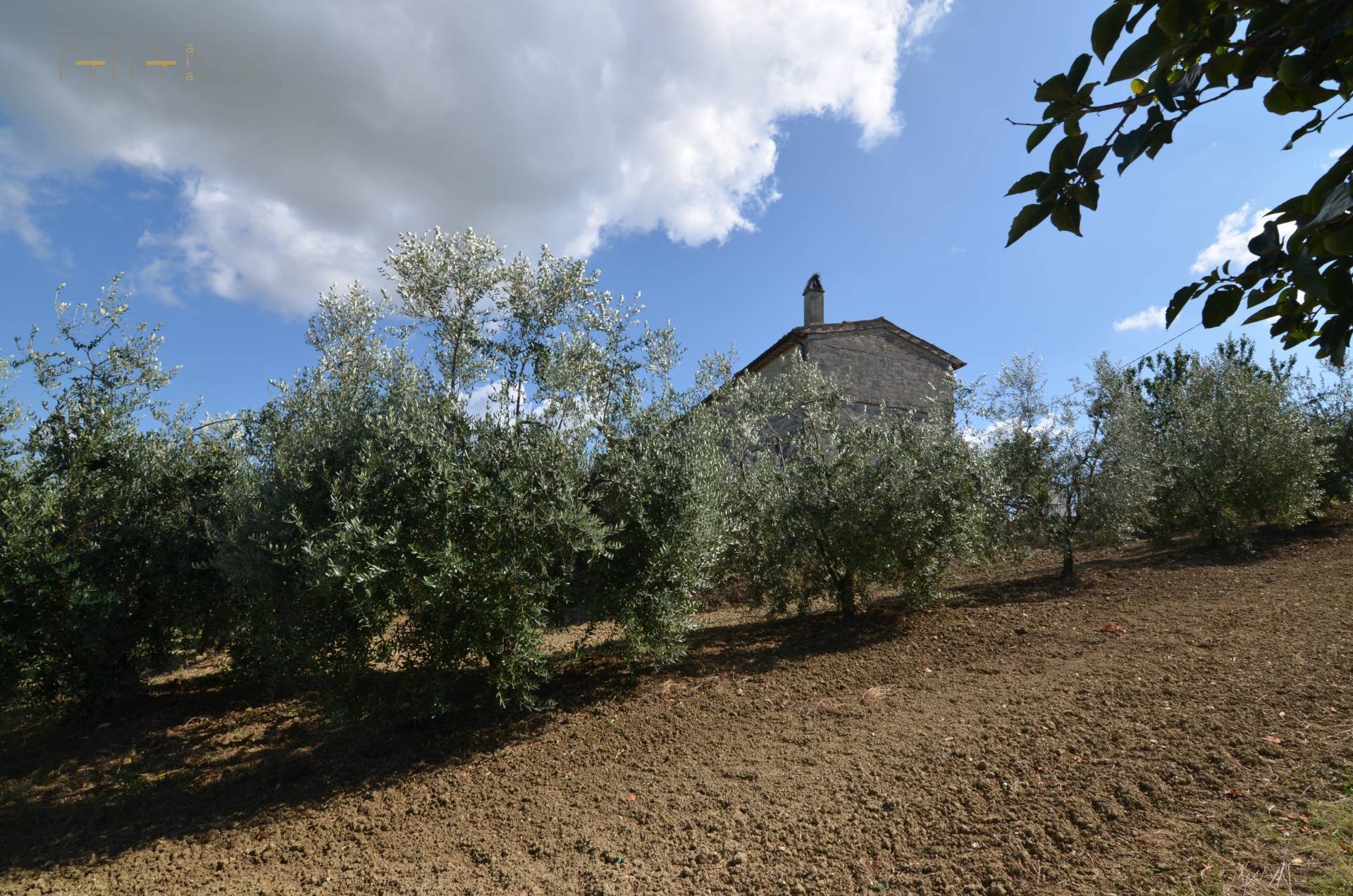 Rustico - Cascina COSSIGNANO vendita  Collinare / Campagna  Abitare Gruppo Immobiliare