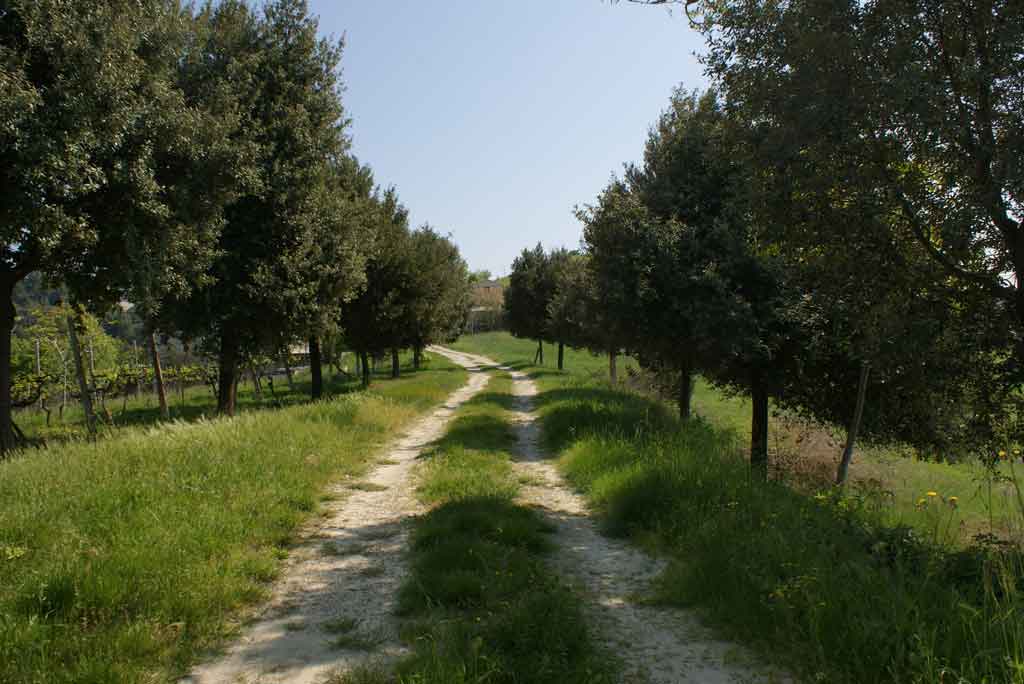 Rustico - Cascina RIPATRANSONE vendita  Collinare  La Mer