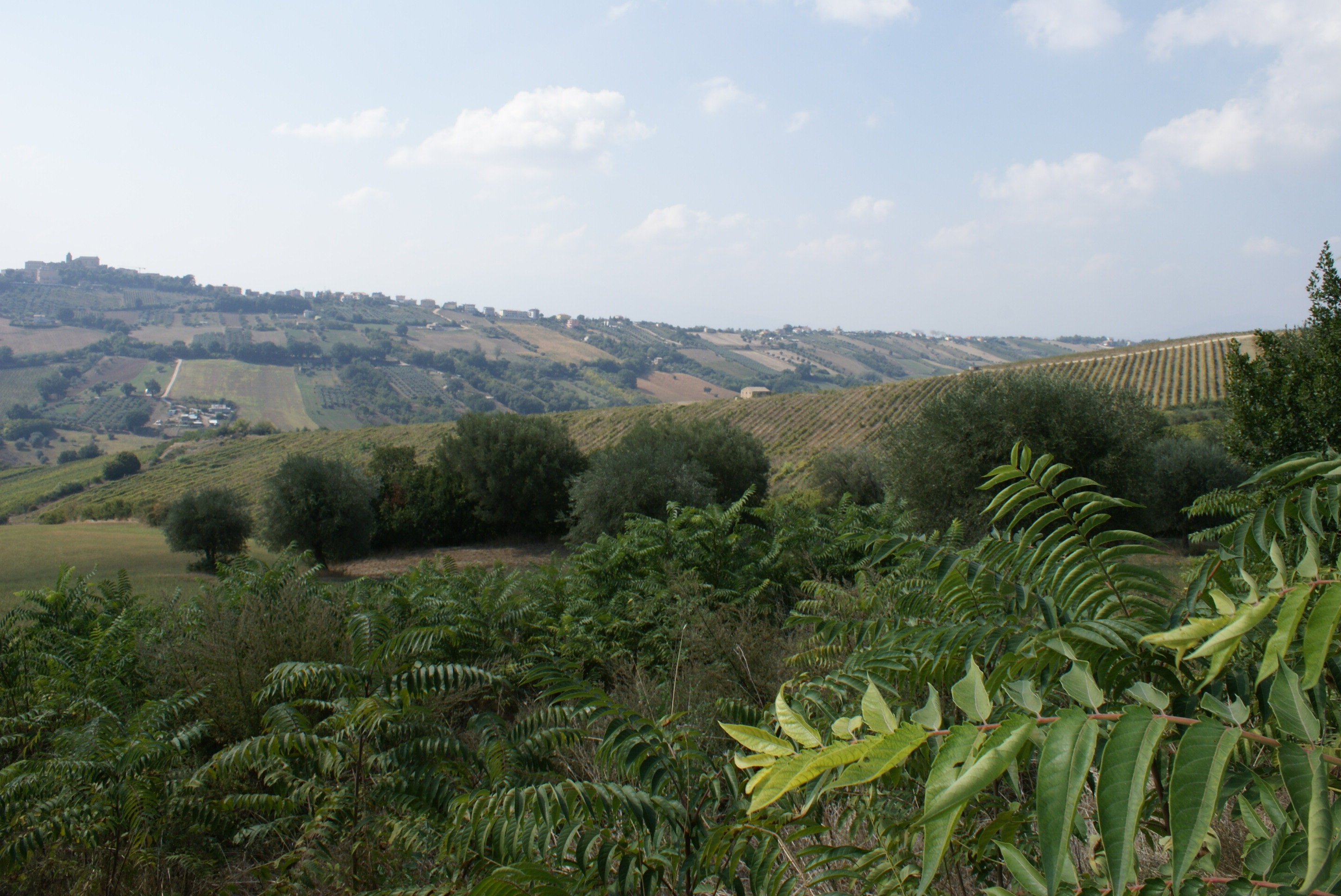 Rustico - Cascina MONTEPRANDONE vendita  Collinare  La Mer