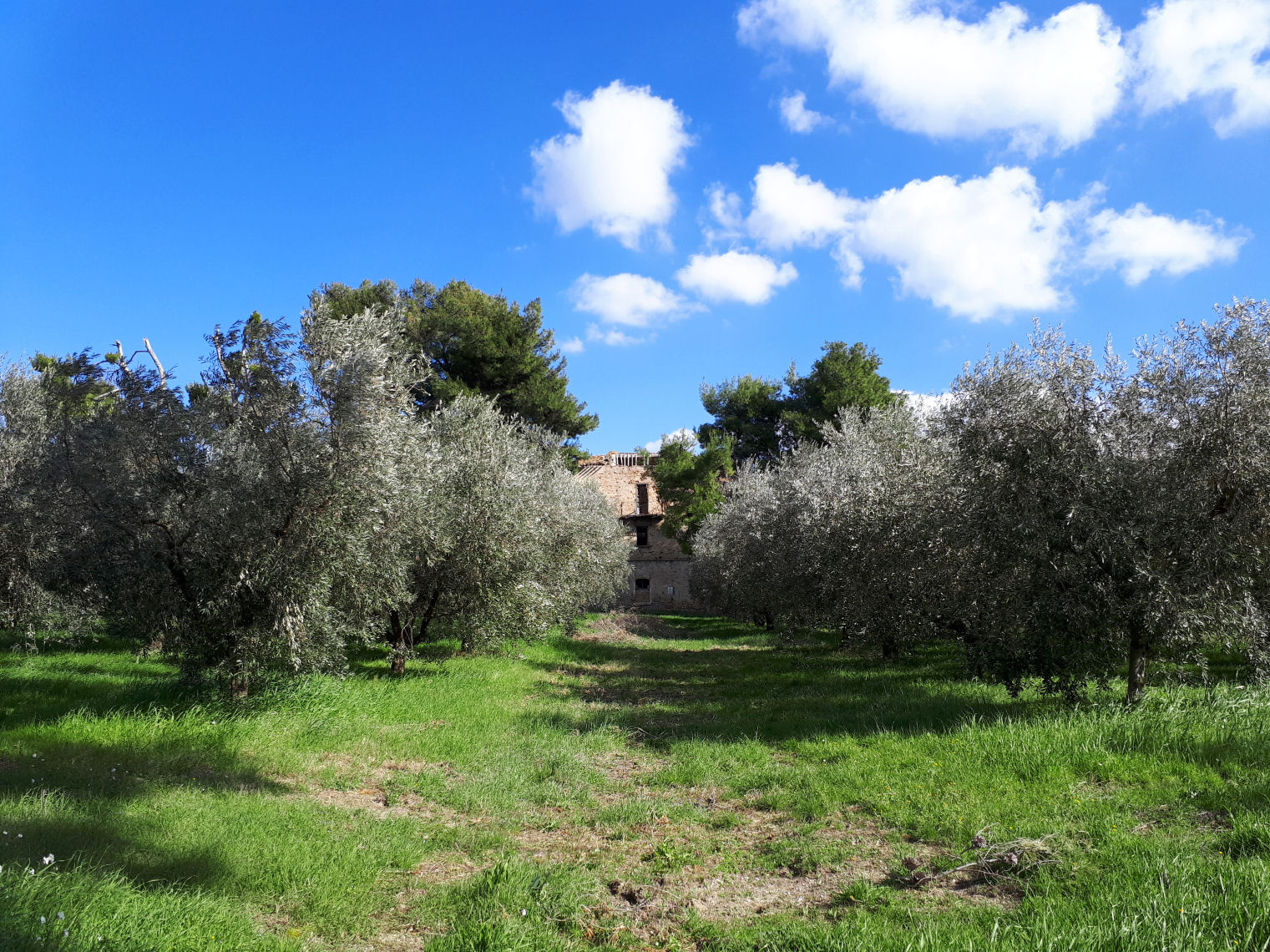 Rustico - Cascina APPIGNANO DEL TRONTO vendita  Collinare  Abitare Gruppo Immobiliare