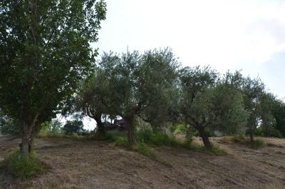 Casale Colonico in vendita a Castignano