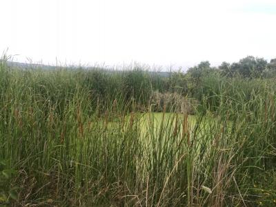 Terreno agricolo in vendita a Appignano Del Tronto (AP)