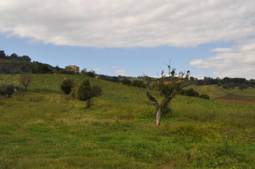 Terreno Agricolo in vendita a Spinetoli