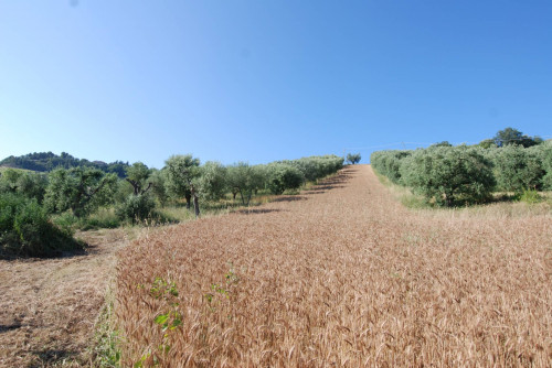 Casale Colonico in vendita a Massignano