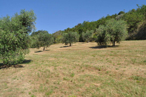 Casale Colonico in vendita a Cupra Marittima