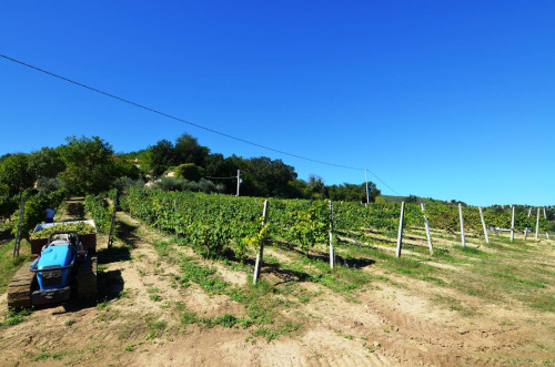 Azienda agricola in vendita a Castignano (AP)