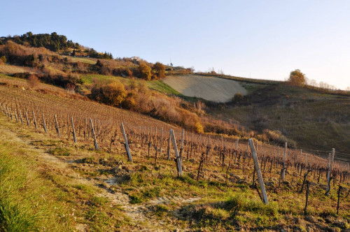 Terreno agricolo in vendita a Val Tesino, Ripatransone (AP)