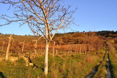 Terreno agricolo in vendita a Val Tesino, Ripatransone (AP)