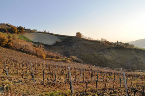 Terreno agricolo in vendita a Val Tesino, Ripatransone (AP)