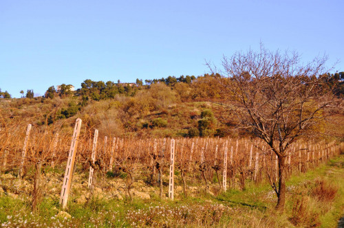 Terreno agricolo in vendita a Val Tesino, Ripatransone (AP)