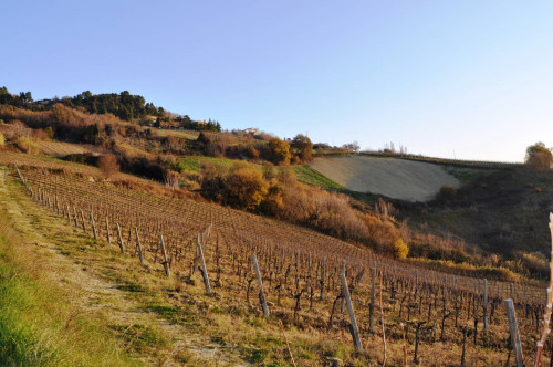 Terreno Agricolo in vendita a Ripatransone