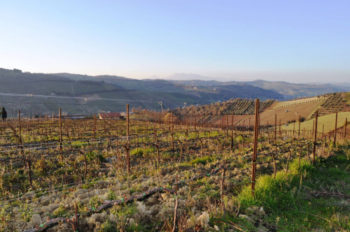 Terreno agricolo in vendita a Val Tesino, Ripatransone (AP)