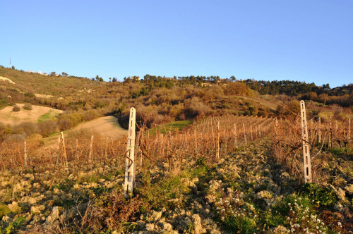 Terreno agricolo in vendita a Val Tesino, Ripatransone (AP)