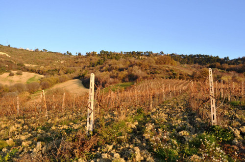 Terreno agricolo in vendita a Val Tesino, Ripatransone (AP)