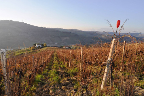 Terreno agricolo in vendita a Val Tesino, Ripatransone (AP)