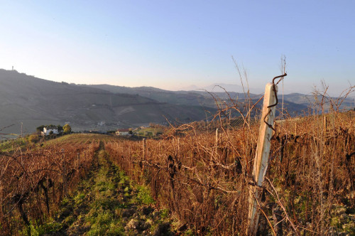 Terreno Agricolo in vendita a Ripatransone