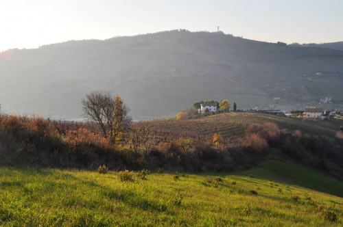 Terreno Agricolo in vendita a Ripatransone