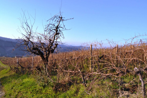 Terreno agricolo in vendita a Val Tesino, Ripatransone (AP)