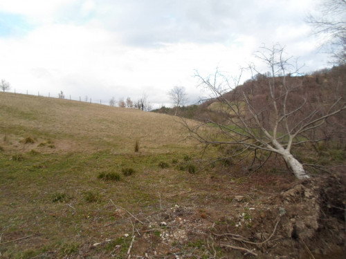 Terreno Agricolo in vendita a Montemonaco