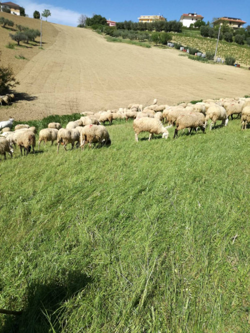 Terreno Agricolo in vendita a Castorano