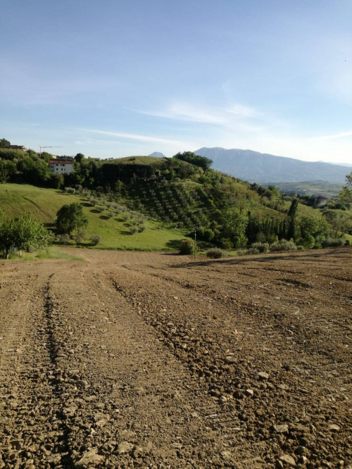 Terreno Agricolo in vendita a Castorano