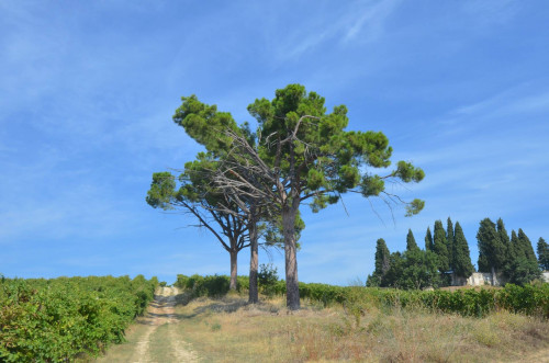 Casale Colonico in vendita a Spinetoli