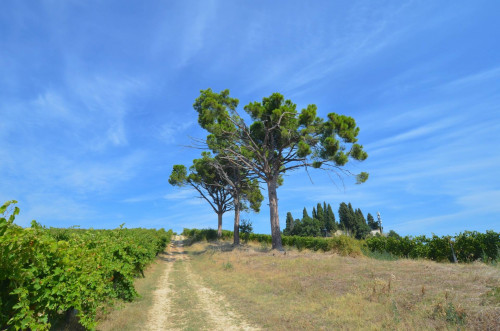 Casale Colonico in vendita a Spinetoli