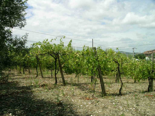 Casale Colonico in vendita a Ripatransone