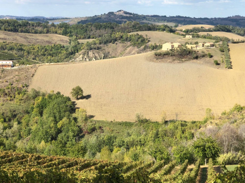 Terreno agricolo in vendita a Montalto Delle Marche (AP)