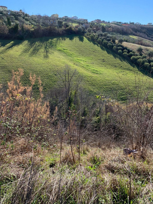 Terreno Agricolo in vendita a Ancarano