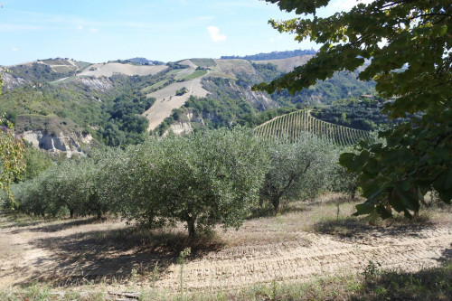Terreno agricolo in vendita a Trivio, Ripatransone (AP)