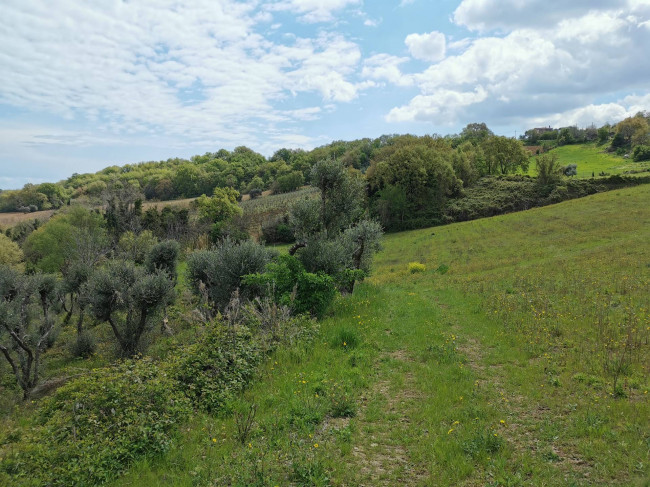 Casale Colonico in vendita a Ripatransone