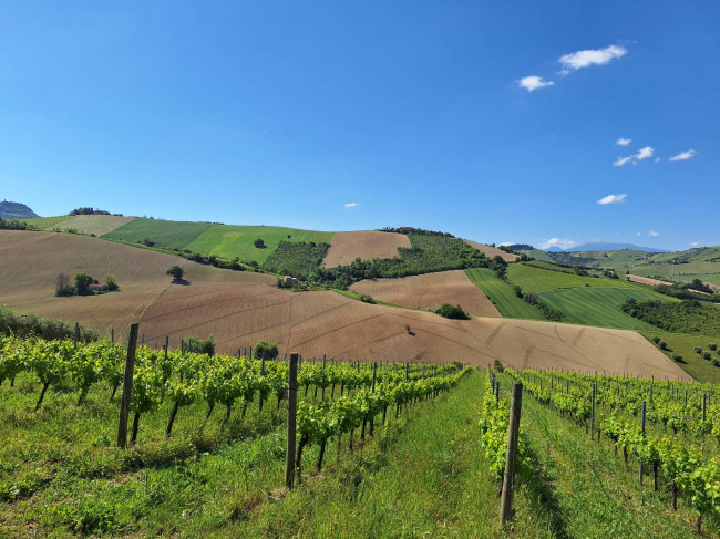 Terreno Agricolo in vendita a Ripatransone