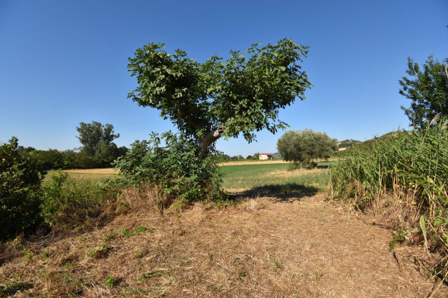 Casale Colonico in vendita a Controguerra