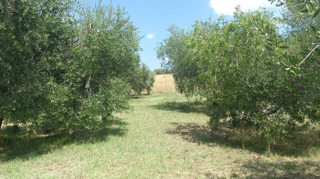 Rustico in vendita a Offida (AP)