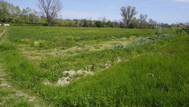 Terreno Agricolo (con / Senza Piccolo Prefabbricato) in Vendita a Controguerra