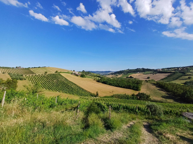 Azienda Agricola, Podere in Vendita a Monsampolo del Tronto