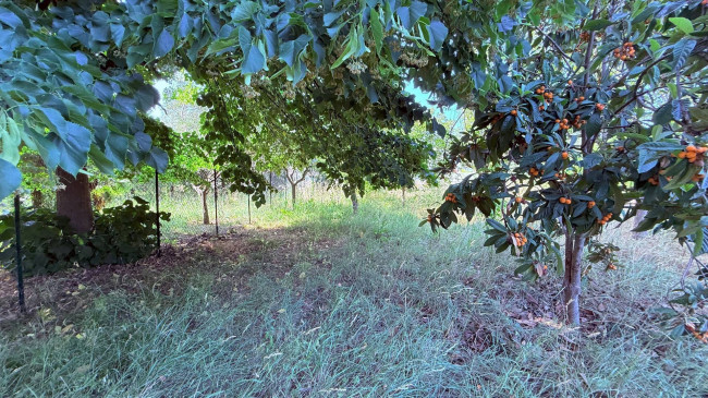 Villino a  schiera / bifamiliare in vendita a Ascoli Piceno