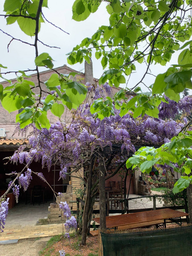 Casale Colonico Rustico in vendita a Ripatransone