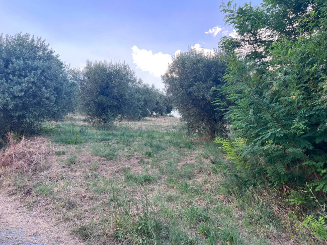 Terreno Agricolo in vendita a Tortoreto
