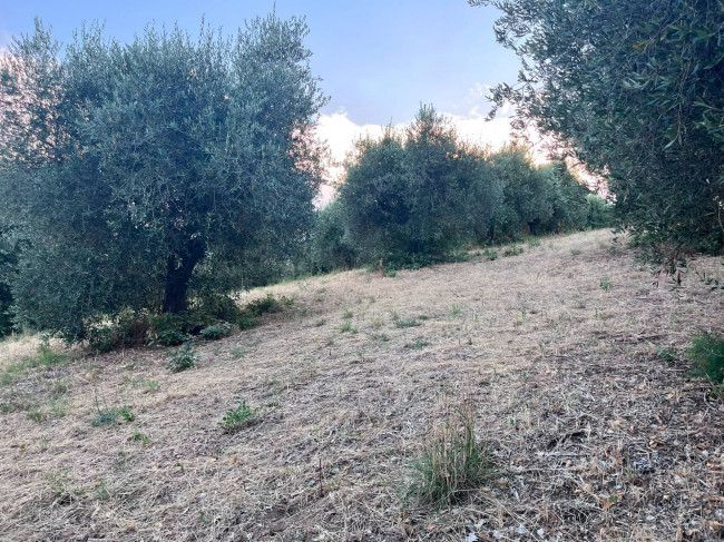 Terreno Agricolo in vendita a Tortoreto