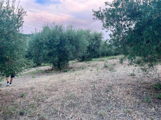 Terreno Agricolo in vendita a Tortoreto