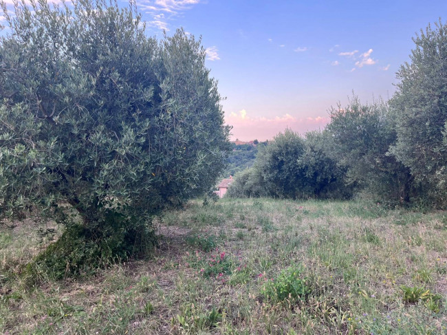 Terreno Agricolo in vendita a Tortoreto