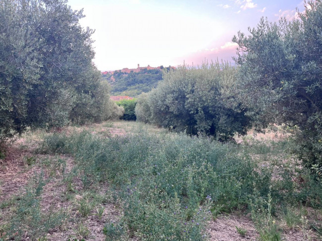 Terreno Agricolo in vendita a Tortoreto