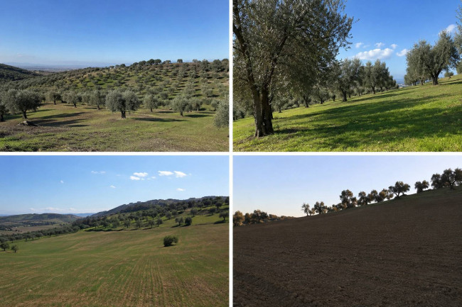 Terreno Agricolo in Vendita a Tortoreto