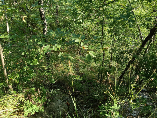 Terreno Agricolo in vendita a Montefortino