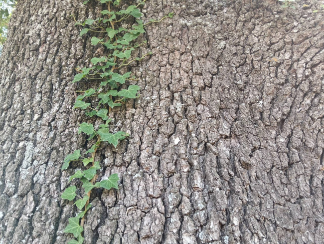 Terreno Agricolo in vendita a Montefortino