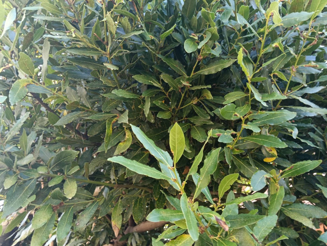 Terreno Agricolo in vendita a Montefortino