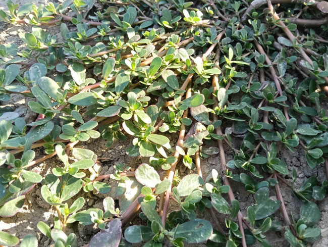 Terreno Agricolo in vendita a Montefortino