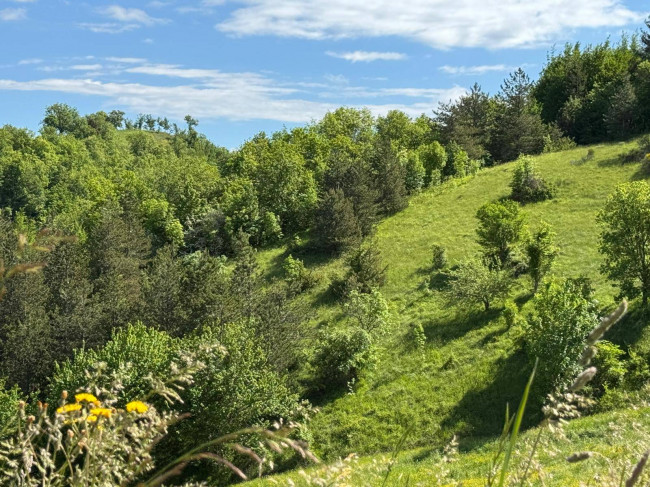 Terreno Agricolo in vendita a Montefortino